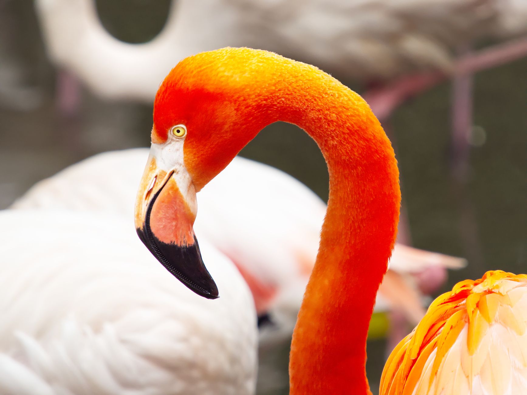 American Flamingo
