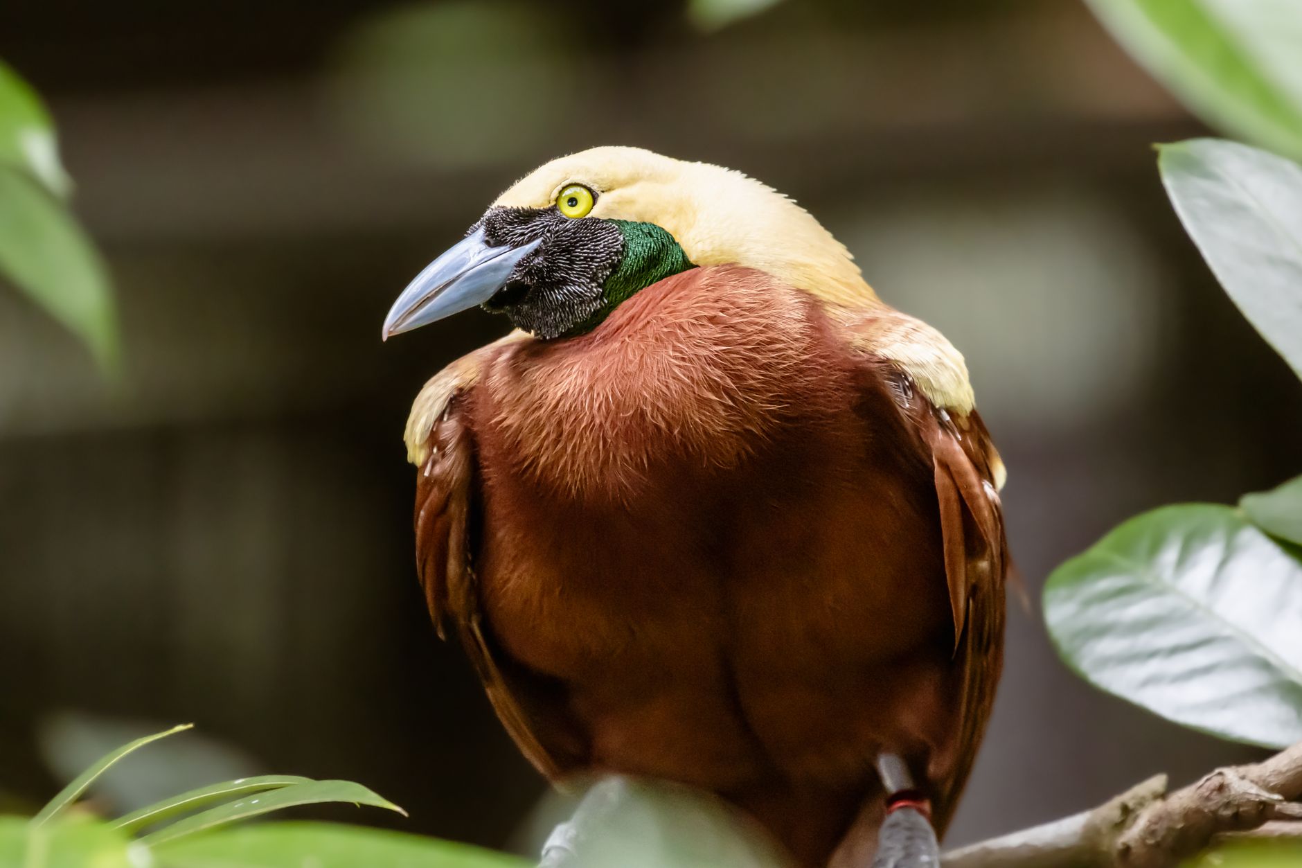 Bird of Paradise