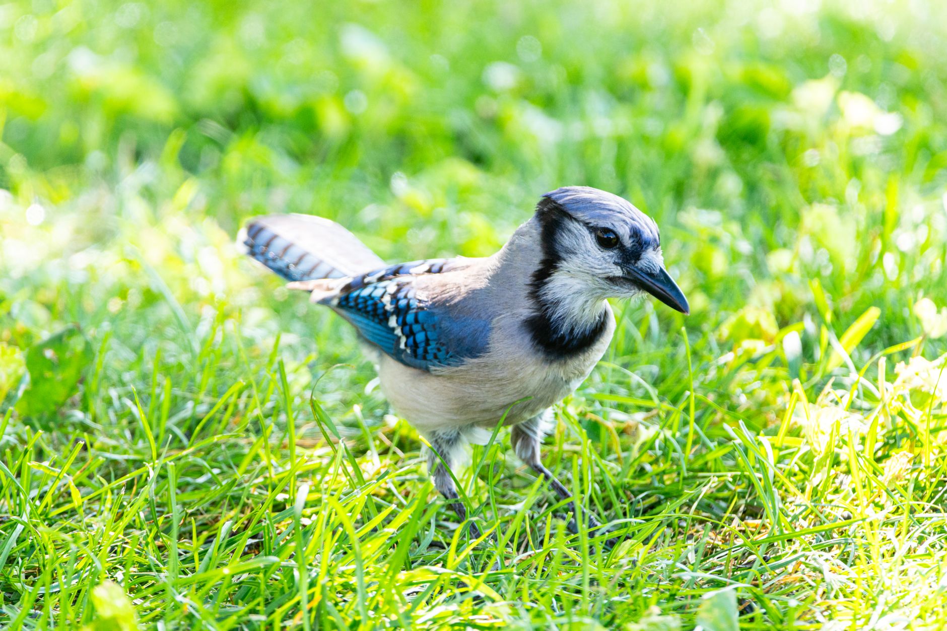 Blue Jay