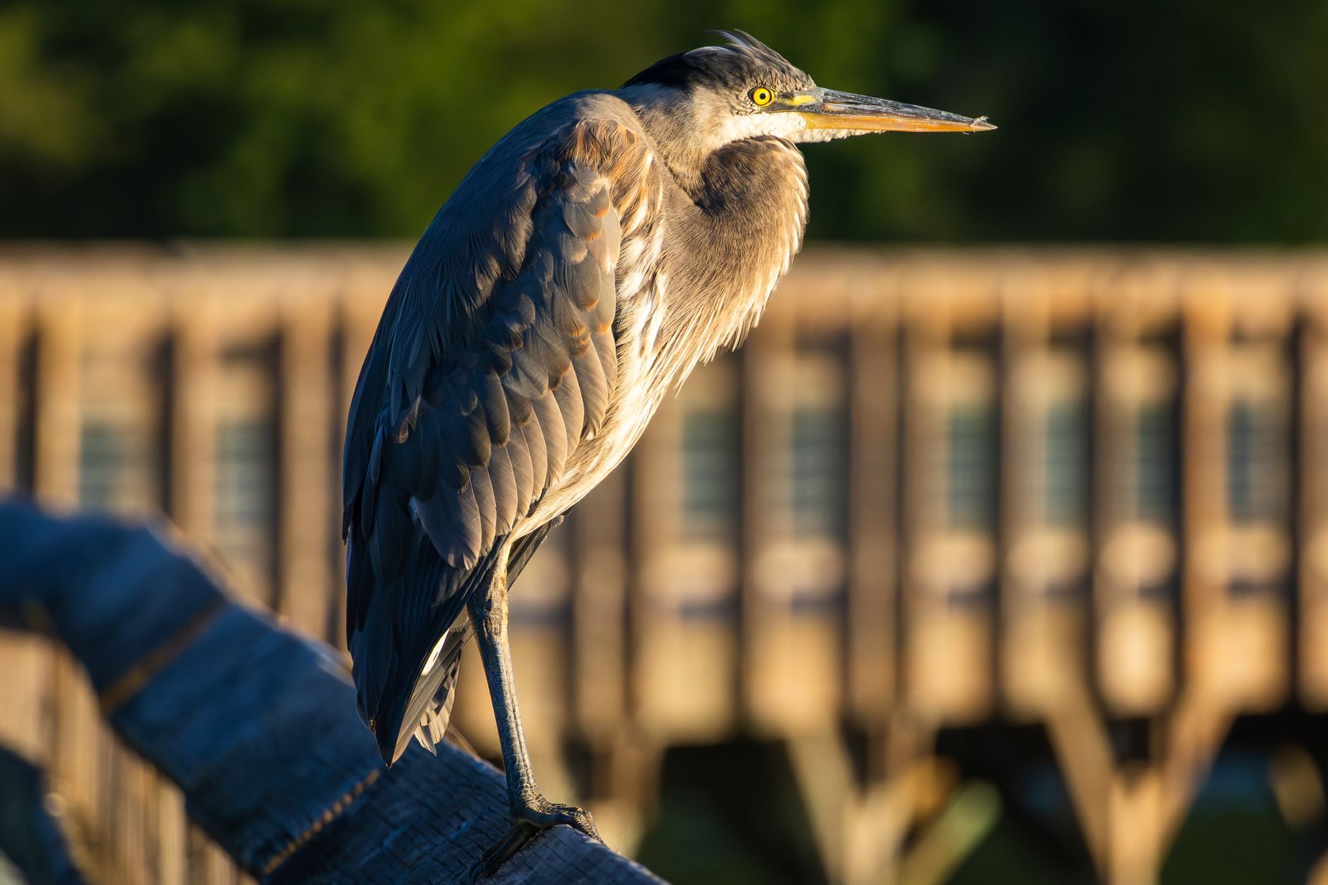 Great Blue Heron