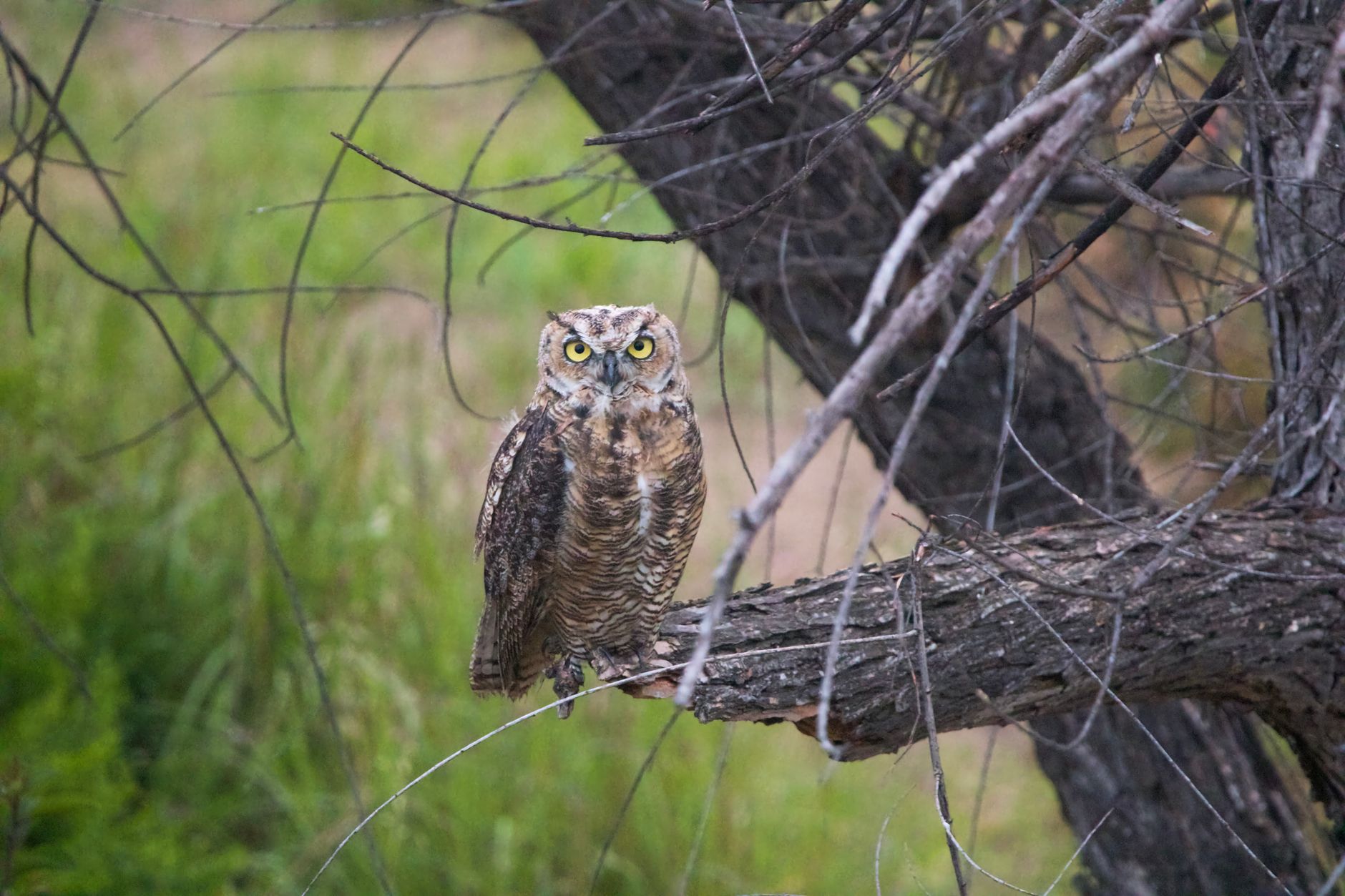 Great Horned Owl