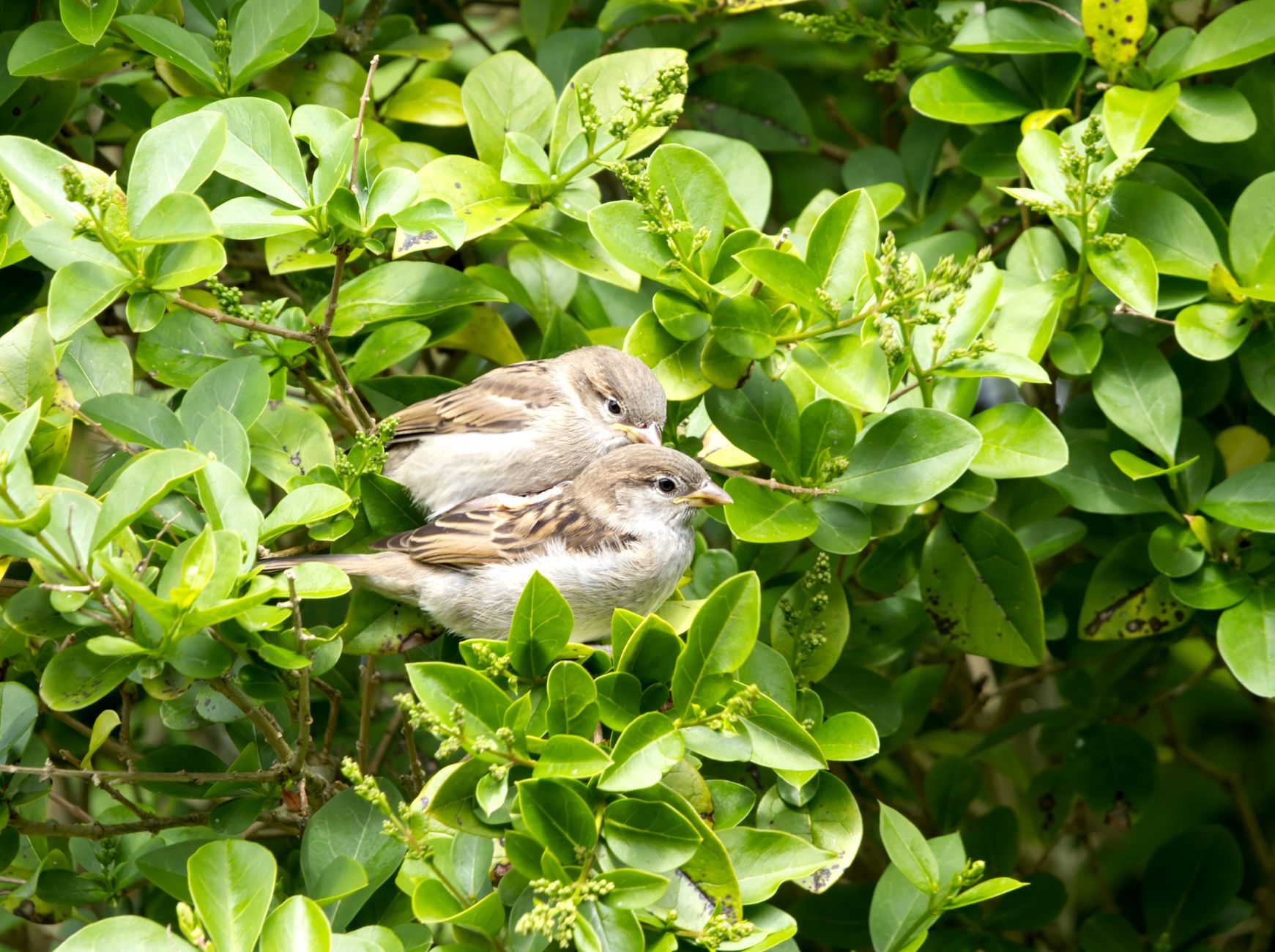 House Sparrow