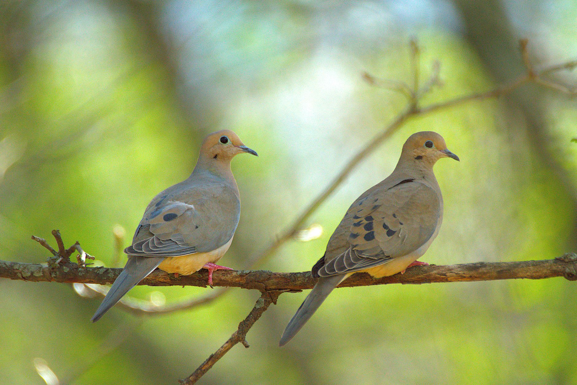 Mourning Dove