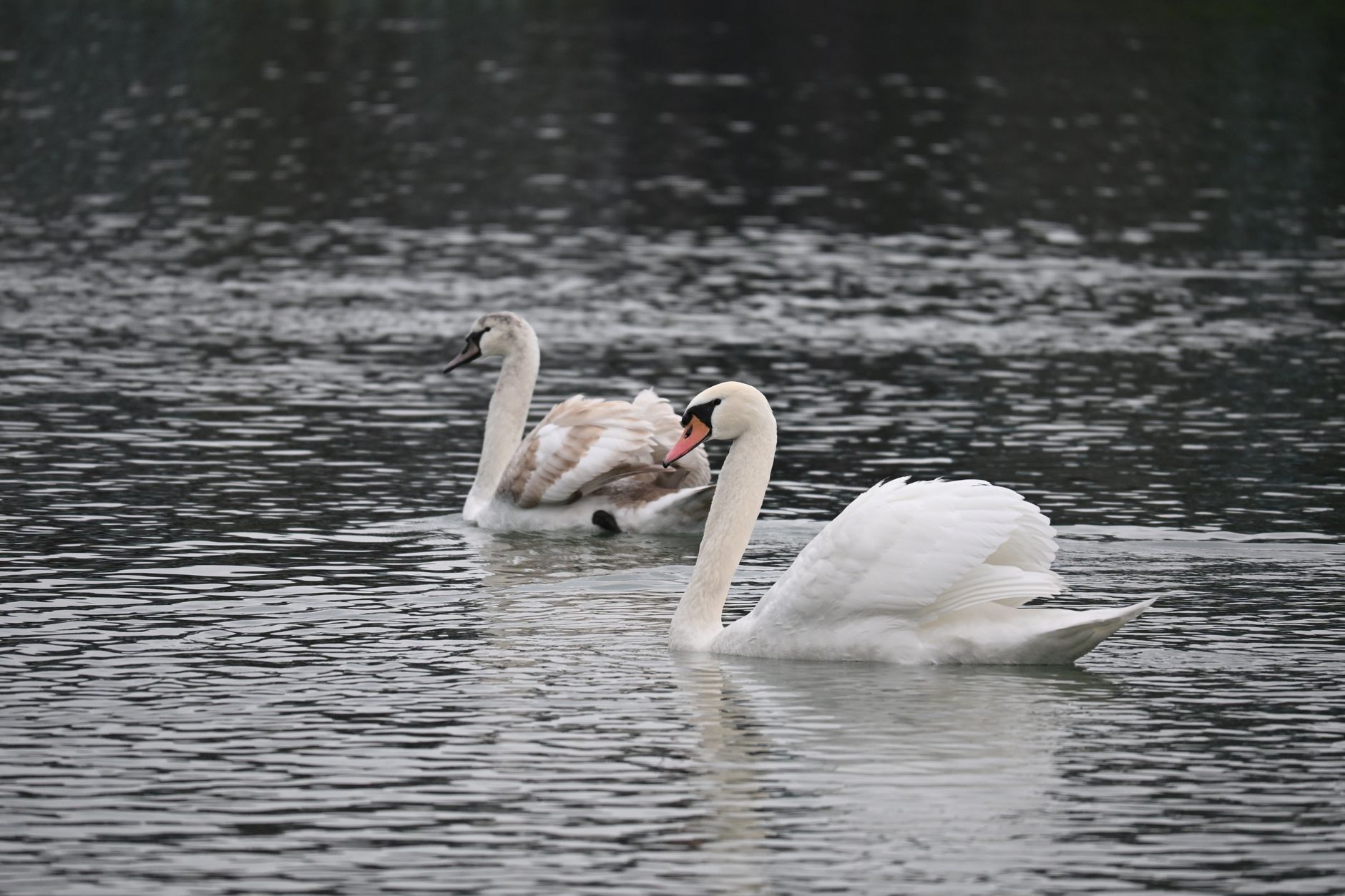 Mute Swan