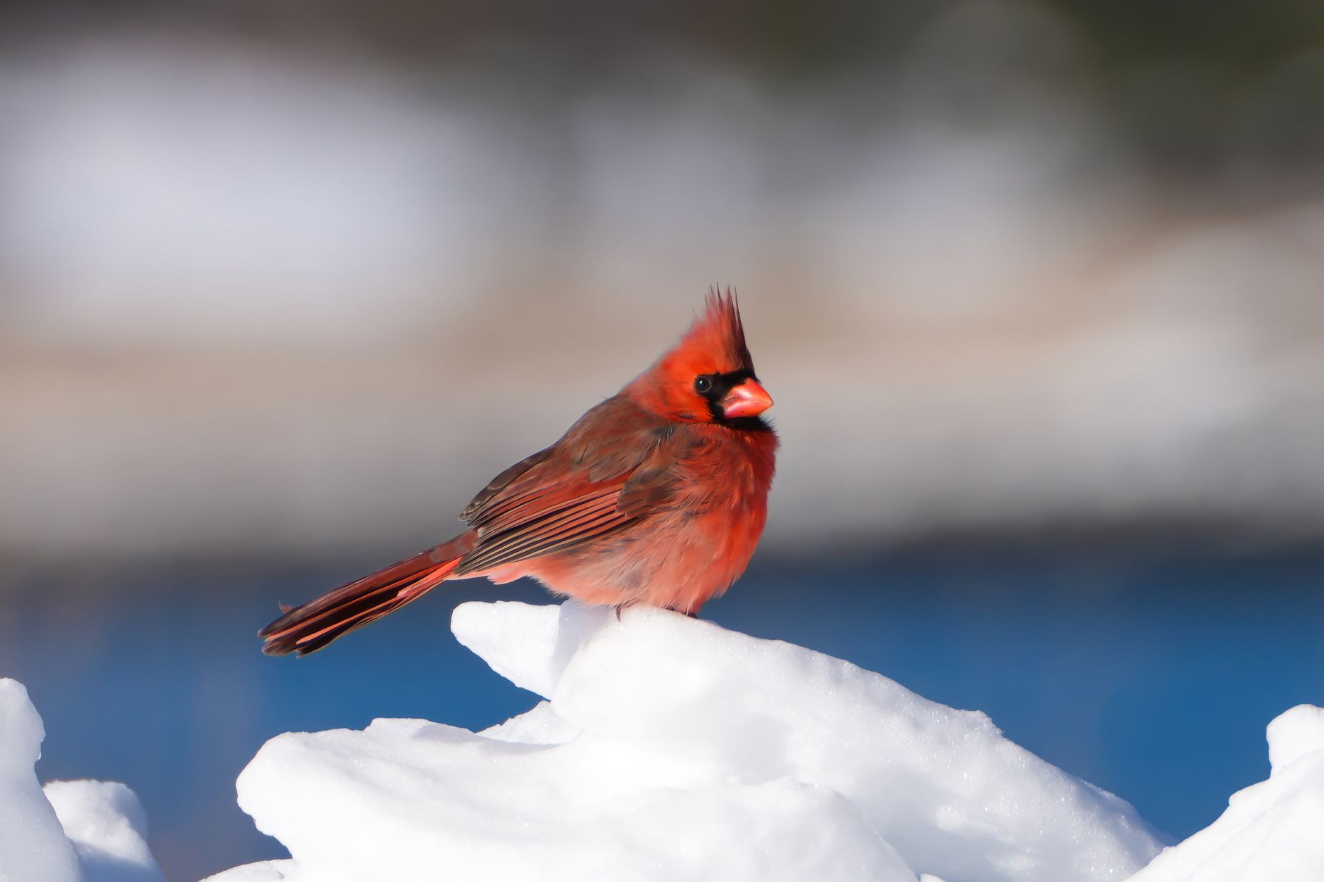 Northern Cardinal
