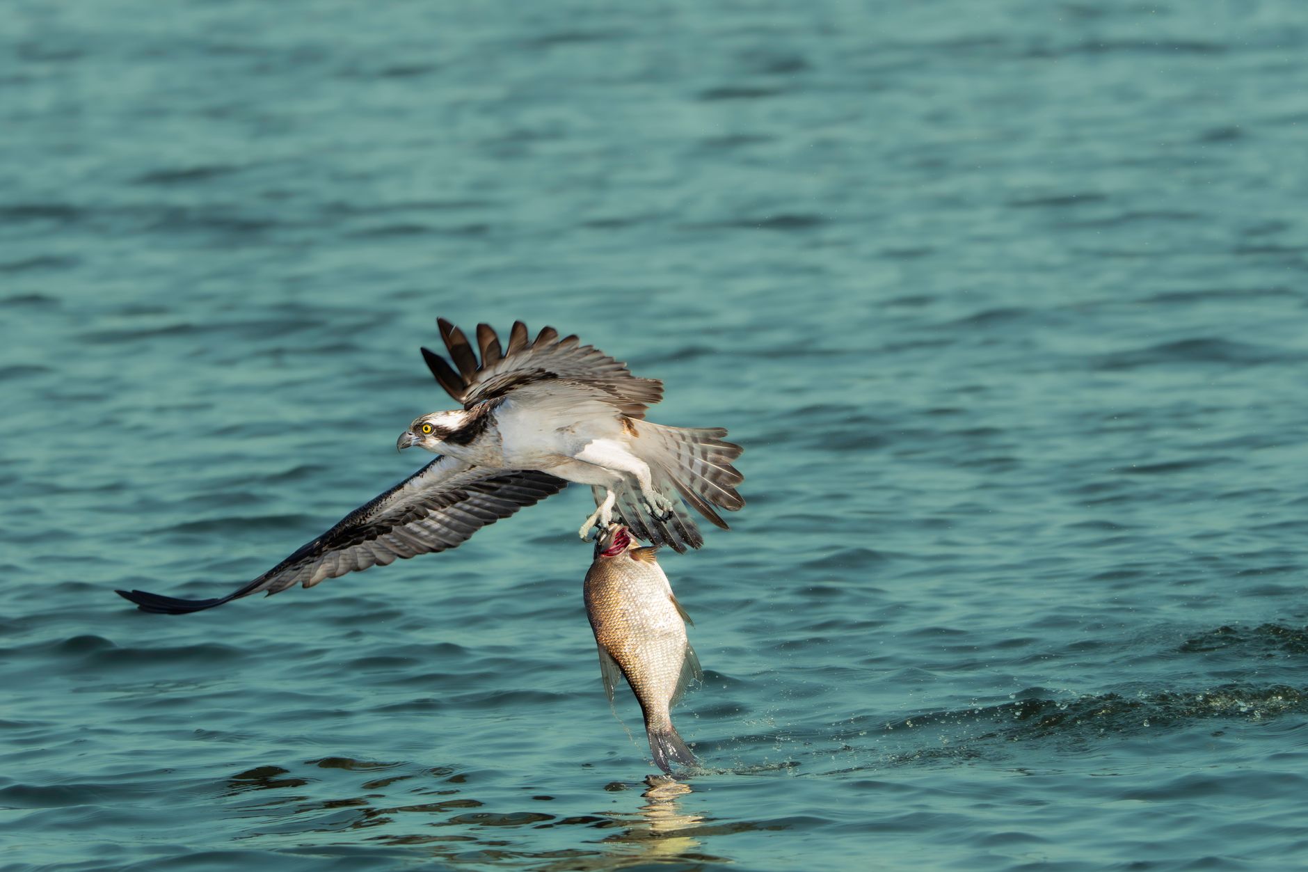 Osprey