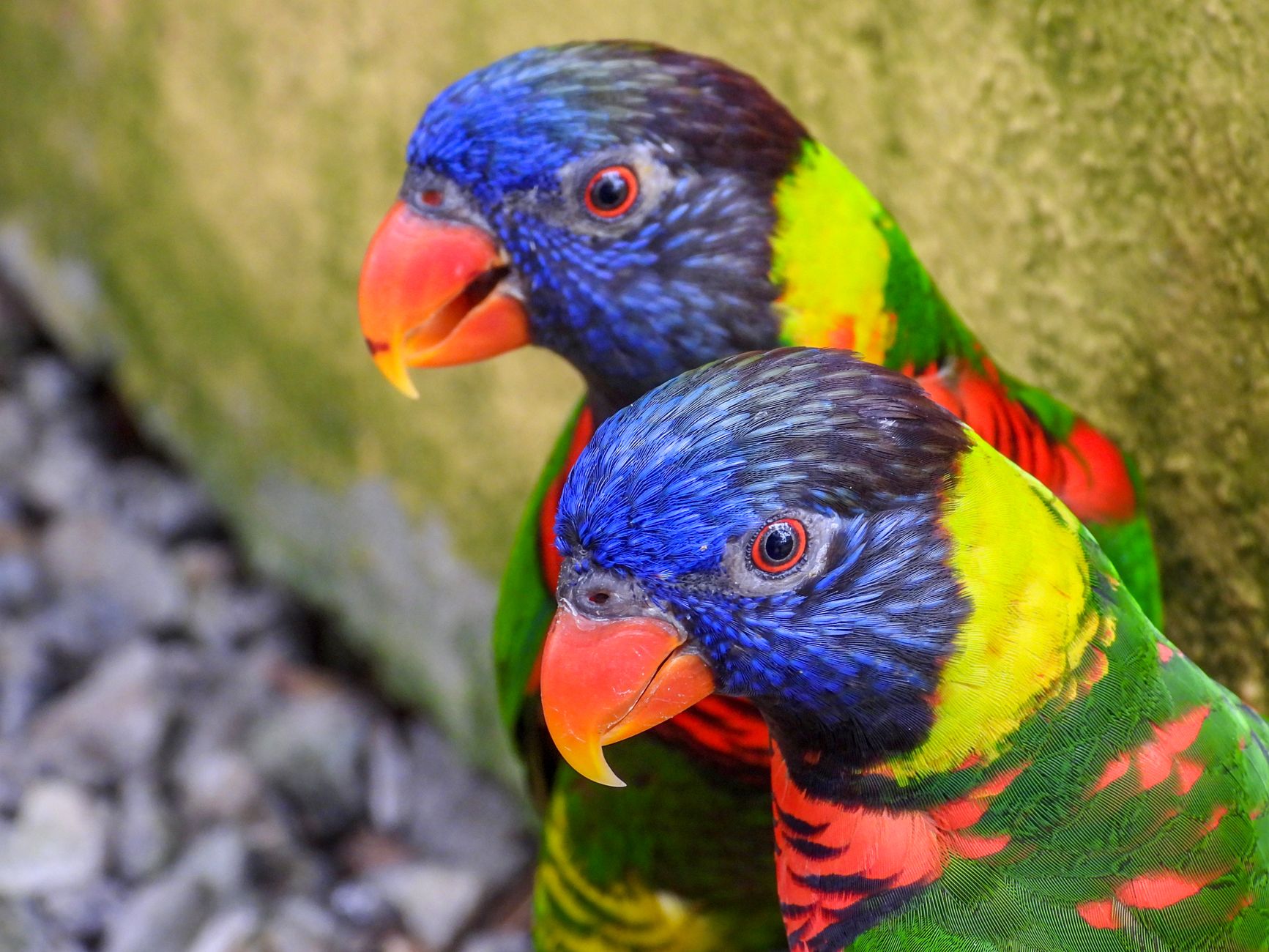 Rainbow Lorikeet