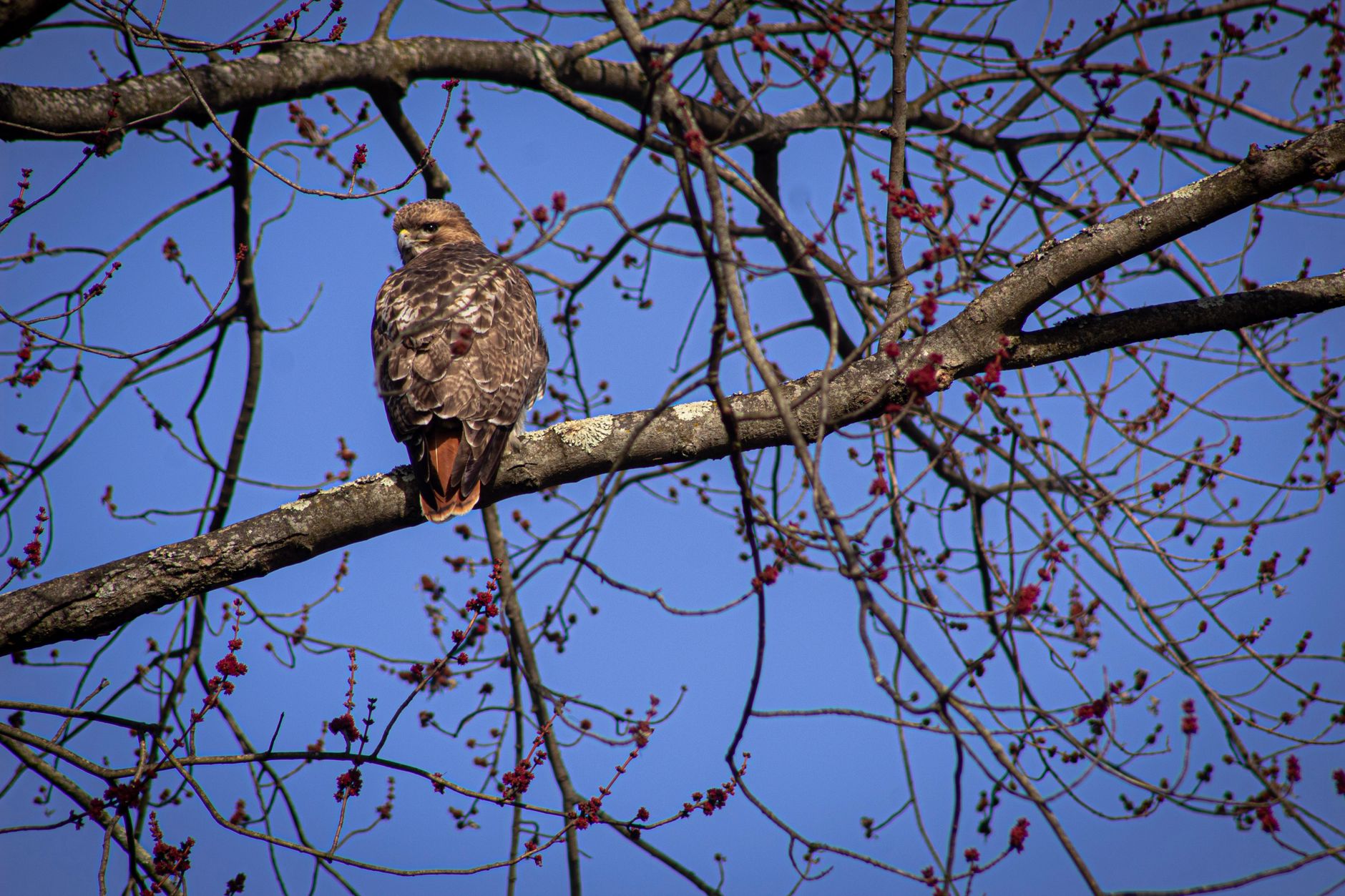 Red-tailed Hawk