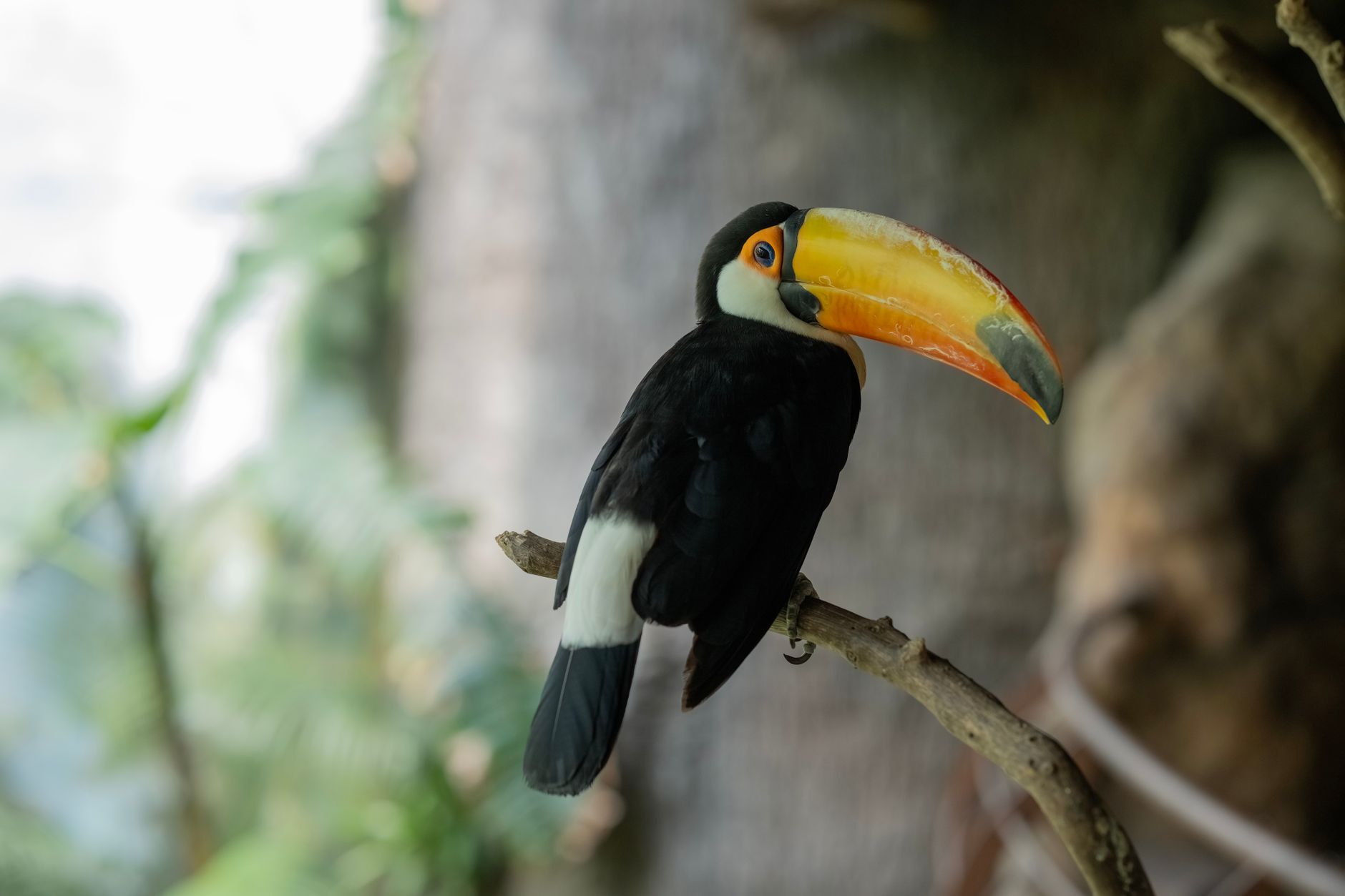 Toco Toucan